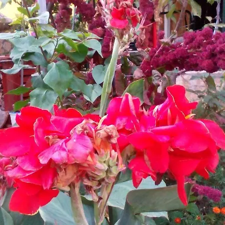 Apartment With Parking Space Orebic, Peljesac - 15086 Orebić