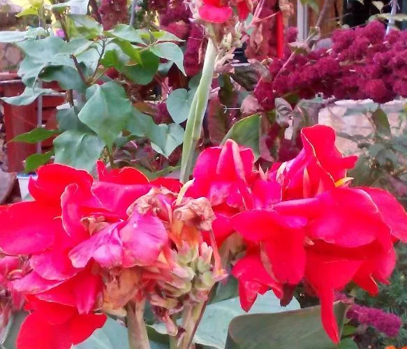 Lejlighed With Parking Space Orebic, Peljesac - 15086 Orebić