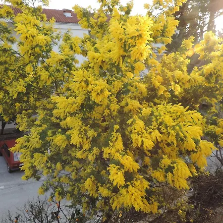 Apartman With Parking Space Orebic, Peljesac - 15086 *