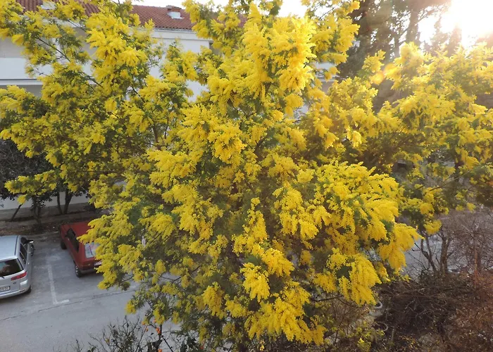 شقة With Parking Space Orebic, Peljesac - 15086 *